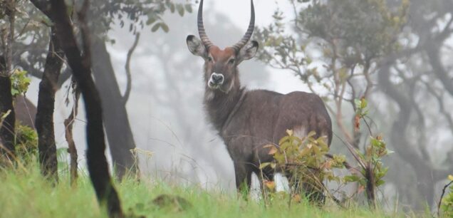 Parc National de la Ruvubu