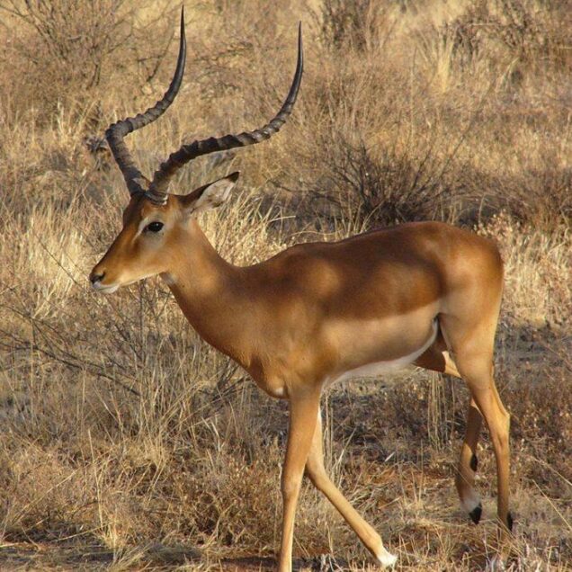 Réserve Naturelle de la Rusizi